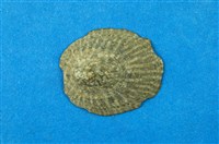 藏品(花青螺)的圖片